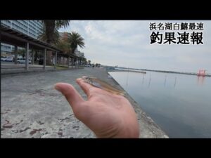 【浜名湖投げ釣り白鱚】今週の実況…📢表浜名湖エリア🐟️