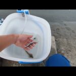 ガチリアルな本日朝マヅメ【浜名湖釣り】🎣ガチ調査です🐟