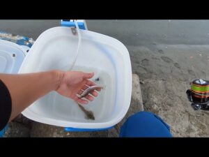 ガチリアルな本日朝マヅメ【浜名湖釣り】🎣ガチ調査です🐟