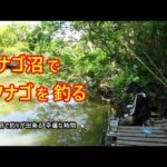 タナゴ沼でタナゴを釣る。初夏の沼で釣りが出来るこの幸福な時間に感謝♪