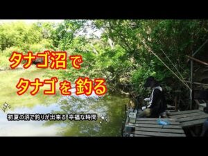 タナゴ沼でタナゴを釣る。初夏の沼で釣りが出来るこの幸福な時間に感謝♪