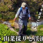 山菜採りとイワナ釣り…ライズショーにルアーを投げてみました【会津・渓流釣り】