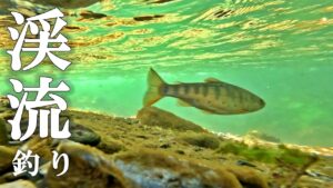 渓流釣りは、さりげないポイントで何が潜んでいるか分からない…