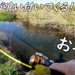 大物が釣れる水路と川