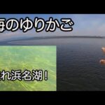 甦れ豊かな浜名湖！海のゆりかご、アマモ場再生への挑戦