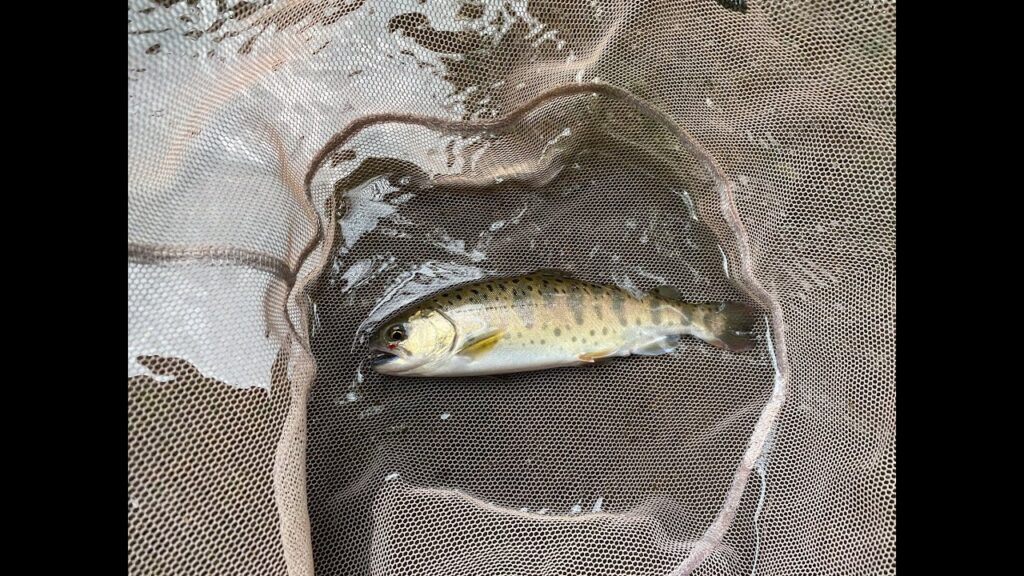 【釣り】家族で自然そのままの管理釣り場で○○○釣り！！