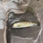 【釣り】家族で自然そのままの管理釣り場で○○○釣り！！