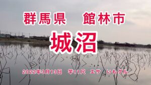 群馬県館林市　城沼　夕方からの春の野釣り　尺べらをねらえ！