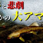 まさかの大アマゴ！初春の渓流釣りで起きた奇跡と悲劇