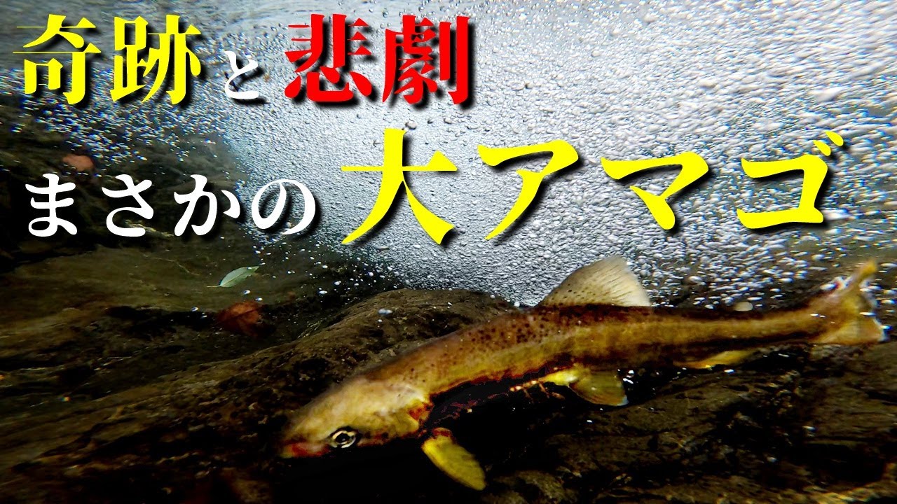 まさかの大アマゴ!初春の渓流釣りで起きた奇跡と悲劇