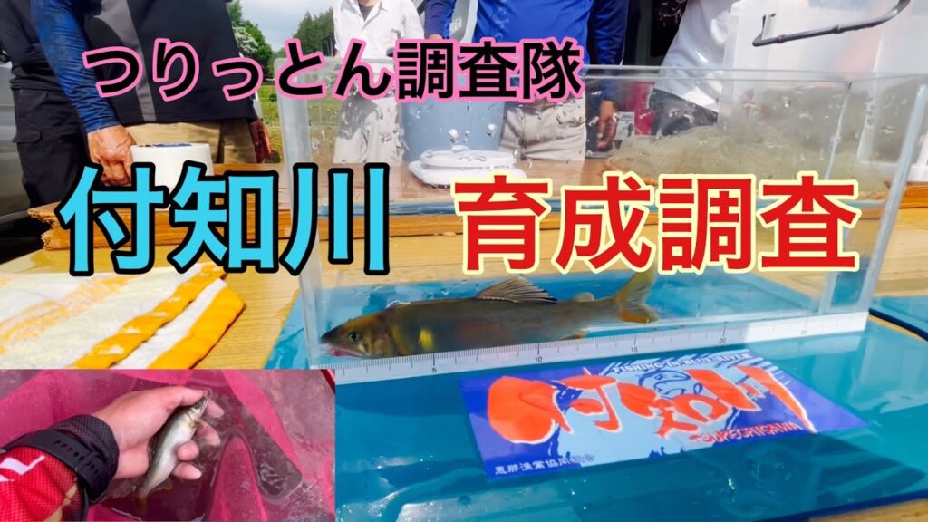 ［鮎釣り］育成調査と言う試し釣り。