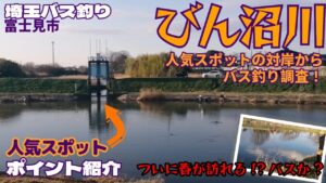 【埼玉バス釣り】春の富士見市のびん沼でバス釣り！人気スポットはやはり今日も先客がいるので、その対岸でやってみたらアタリ多くてけっこう良い釣りができました！ 春はミノーが炸裂か!?【ポイント紹介】
