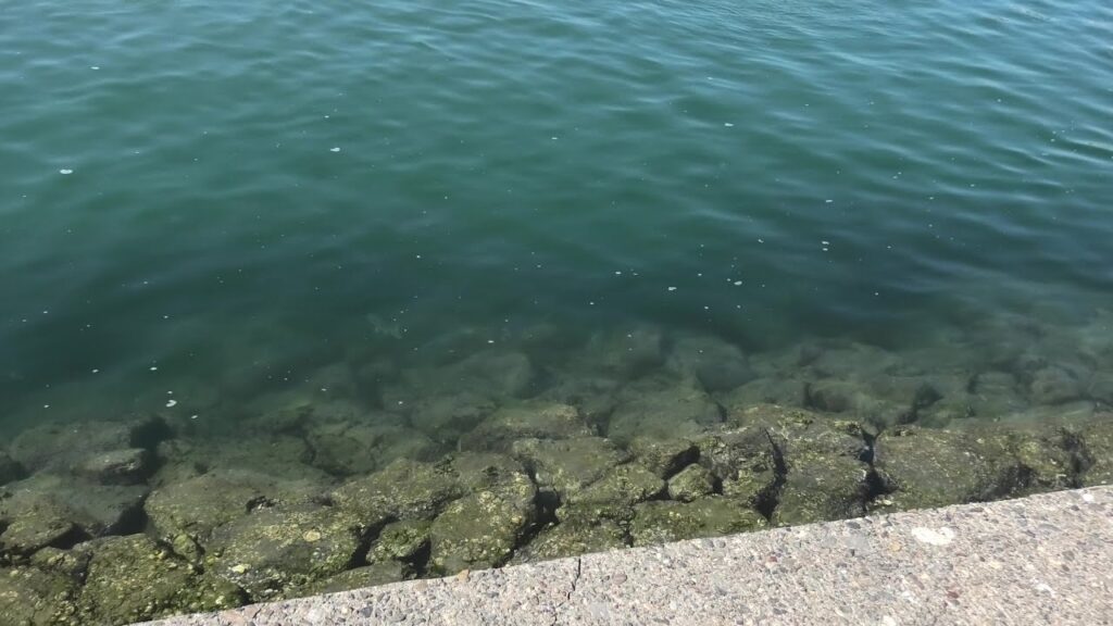 ［浜名湖］航路に潜むヤツら！？釣りあげてみる