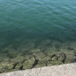 ［浜名湖］航路に潜むヤツら！？釣りあげてみる