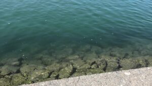 ［浜名湖］航路に潜むヤツら！？釣りあげてみる