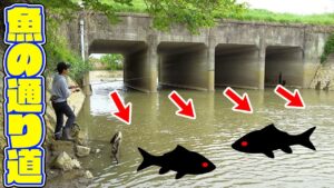 魚が入ってくる水路にルアーを投げると１投目で・・・！？