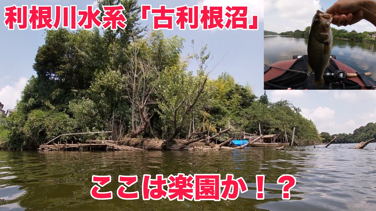 【バス釣り】利根川水系の沼でウキタヌキ。