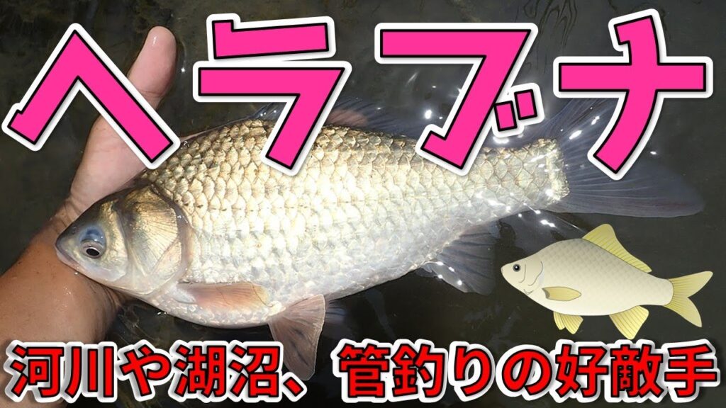 【へらぶな】河川や湖沼、管理釣り場で狙える淡水の好敵手【箆鮒】