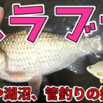 【へらぶな】河川や湖沼、管理釣り場で狙える淡水の好敵手【箆鮒】