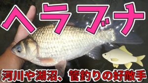 【へらぶな】河川や湖沼、管理釣り場で狙える淡水の好敵手【箆鮒】