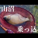 遂に食わせた‼️乗っ込みの柴山沼の巨べら【ヘラブナ釣り】