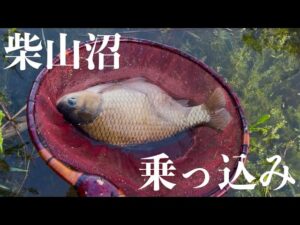 遂に食わせた‼️乗っ込みの柴山沼の巨べら【ヘラブナ釣り】