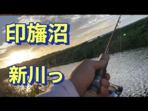 印旛沼 新川 バス釣り おかっぱり