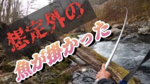 【渓流釣り】【餌釣り】狭い川で想定外の大型魚が掛かった。