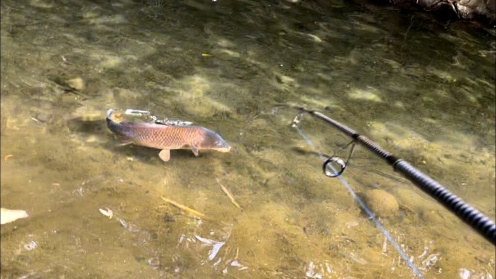 巨大コイとの戦い