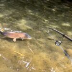 巨大コイとの戦い