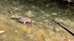 巨大コイとの戦い