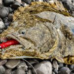 やっぱり、このワームはすごかった、、、【ヒラメ釣り】