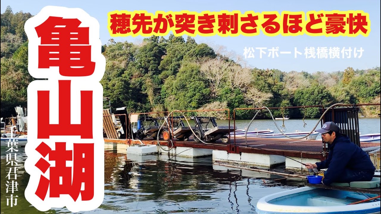 竿先が突き刺さるほど豪快!桟橋横付けボートから狙う亀山湖のへらぶな 亀山ダムの魅力
