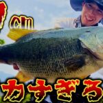 バケモノ釣れました…【バス釣り】#バス釣り #五三川
