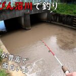 荒川とびん沼川は魚の種類が豊富で面白い！！