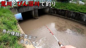 荒川とびん沼川は魚の種類が豊富で面白い!!