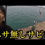 浜名湖でエサ無しサビキ釣り