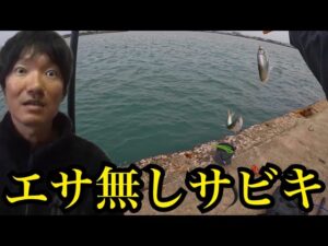 浜名湖でエサ無しサビキ釣り