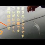 【浜名湖】新居 海釣り公園 泳がせ サビキ ベイトだらけ イワシ サバ アジ ママカリ 久々の釣りです
