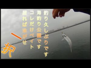 【浜名湖】新居 海釣り公園 泳がせ サビキ ベイトだらけ イワシ サバ アジ ママカリ 久々の釣りです