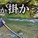 本流が大増水のため支流で渓流釣りをしてみると…