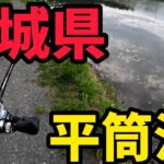 【宮城県バス釣り】平筒沼でデカバス狙ってみた。#バス釣り #宮城県 #平筒沼