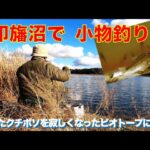 印旛沼で小物釣り　寂しくなったビオトープにクチボソを補充