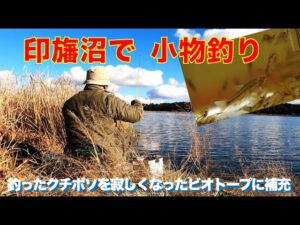 印旛沼で小物釣り　寂しくなったビオトープにクチボソを補充
