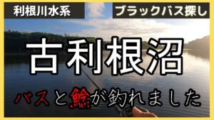 バス釣り!千葉県の古利根沼でブラックバスと鯰が釣れました