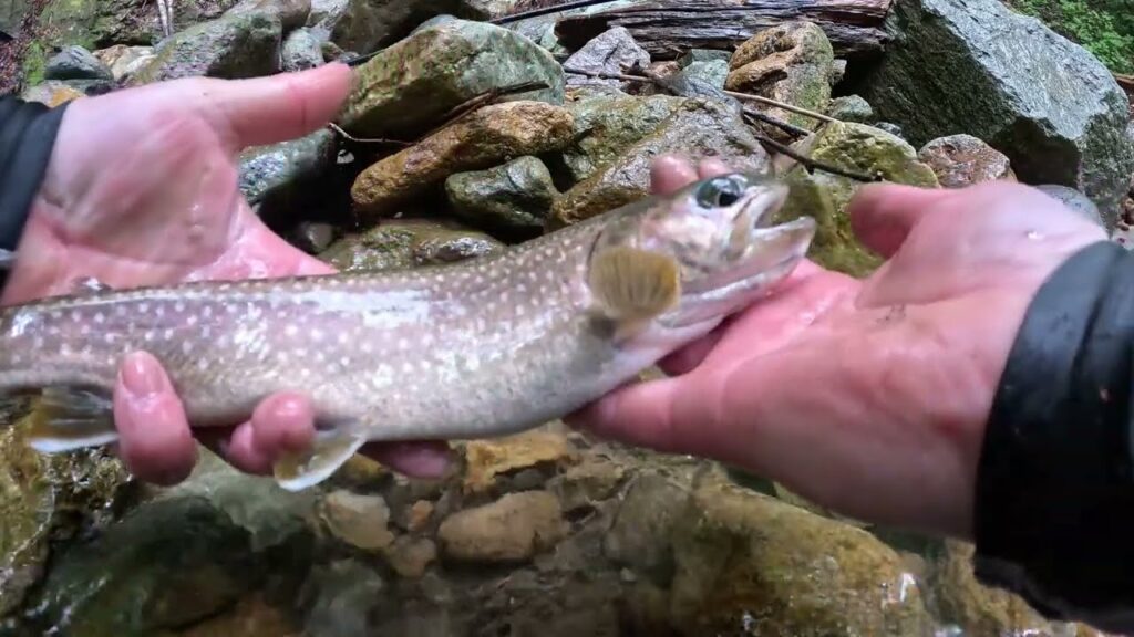 【会津渓流釣り】　漆黒の尺イワナ。(松倉川釣行）