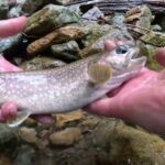 【会津渓流釣り】　漆黒の尺イワナ。(松倉川釣行）