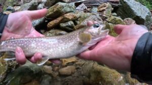 【会津渓流釣り】 漆黒の尺イワナ。(松倉川釣行)