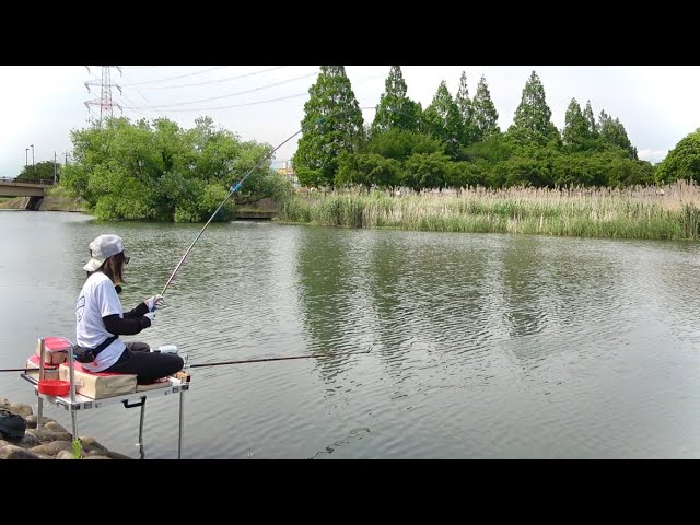 手賀沼の強烈に引くヘラブナをドボン仕掛けで仕留める!【大堀川】