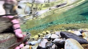 天川管理釣り場水中動画